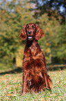 sitting Irish Red Setter