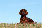 lying Irish Red Setter