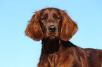 Irish Red Setter Portrait