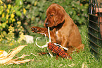 Irish Red Setter Puppy