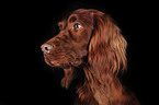 Irish Red Setter Portrait