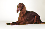 lying Irish Red Setter