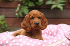 Irish Red Setter Puppy