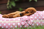 Irish Red Setter Puppy