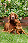 Irish Red Setter