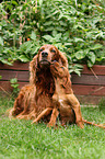 Irish Red Setter