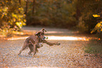 playing Irish Red Setter