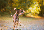 running Irish Red Setter