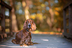 lying Irish Red Setter