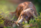 lying Irish Red Setter