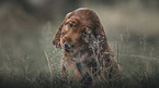 Irish Red Setter