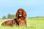 lying Irish Red Setter