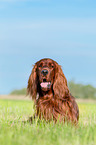 lying Irish Red Setter