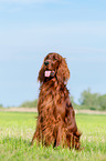 sitting Irish Red Setter