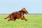 running Irish Red Setter