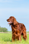 standing Irish Red Setter