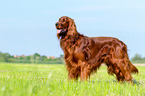 standing Irish Red Setter