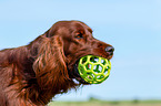 Irish Red Setter Portrait