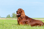 lying Irish Red Setter