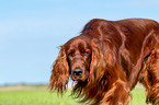 Irish Red Setter Portrait