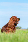 lying Irish Red Setter