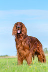 standing Irish Red Setter