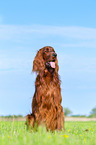 sitting Irish Red Setter