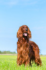 standing Irish Red Setter