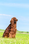 sitting Irish Red Setter