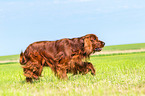 running Irish Red Setter