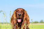 Irish Red Setter Portrait