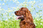 Irish Red Setter Portrait