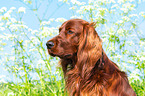 Irish Red Setter Portrait