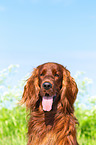 Irish Red Setter Portrait