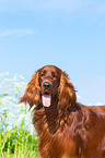 Irish Red Setter Portrait