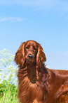 Irish Red Setter Portrait