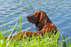 Irish Red Setter on the water