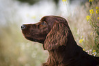 Irish Red Setter Portrait