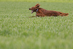 running Irish Red Setter