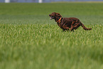 running Irish Red Setter