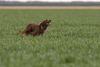 running Irish Red Setter