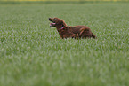 running Irish Red Setter