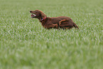 running Irish Red Setter