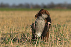 female Irish Red Setter