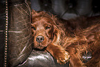 female Irish Red Setter