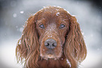 Irish Red Setter Portrait