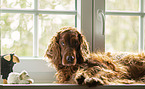 female Irish Red Setter