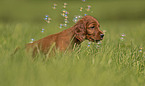 Irish Red Setter Puppy