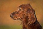 Irish Red Setter Portrait