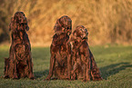 Irish Red Setter